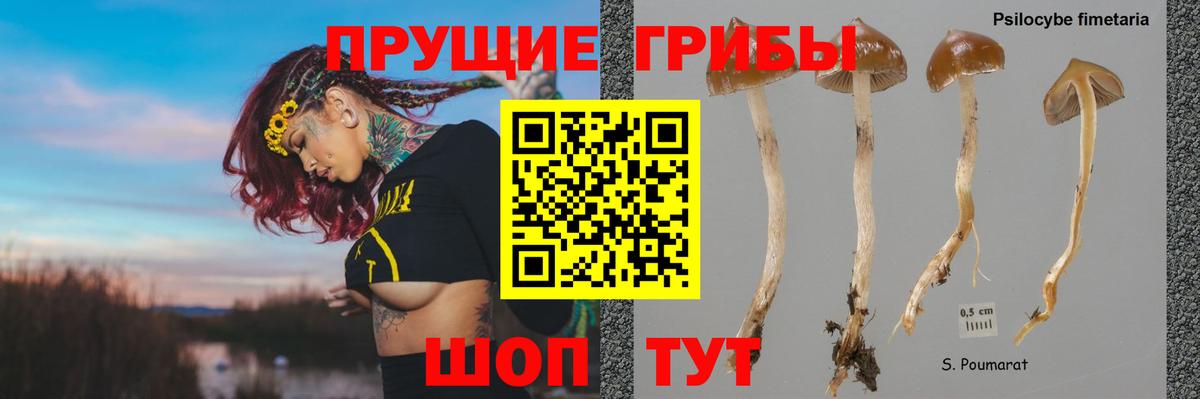 Клин  Галлюциногенные грибы мухоморы  что такое   Псилоцибиновые грибы MAGIC MUSHROOMS  Вход с VPN 